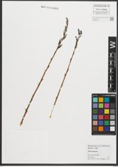Foto von Salix purpurea L.